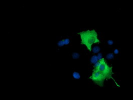m08114 anti pik3ap1 mouse monoclonal antibody clone id oti7a11 if testing 6