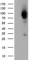 m08114 anti pik3ap1 mouse monoclonal antibody clone id oti7a11 wb testing 1