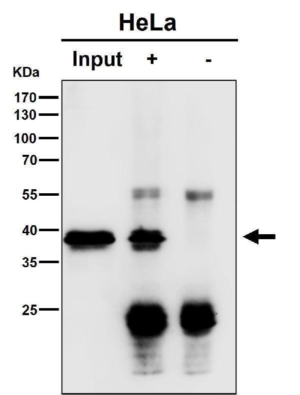 Immunoprecipitate (IP) analysis using the Antibody at 1:50 dilution