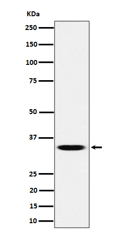 Western blot analysis of TCEA1 expression in HeLa cell lysate
