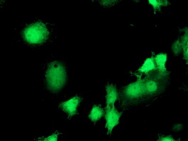 m08134 1 anti eif2b3 mouse monoclonal antibody clone id oti1a4 if testing 8