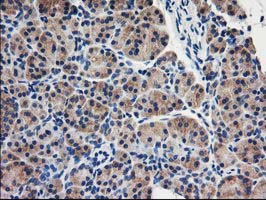 Immunohistochemical staining of paraffin-embedded Human pancreas tissue within the normal limits using anti-EIF2B3 mouse monoclonal antibody