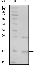 m08145 tnk1 primary antibodies wb testing 1