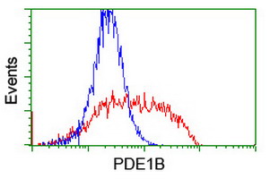 HEK293T cells transfected with either PDE1B (Myc-DDK-tagged) overexpress plasmid (Red) or empty vector control plasmid (Blue) were immunostained by anti-PDE1B antibody (M08156-1)