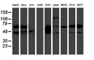 Western blot analysis of extracts (35ug) from 9 different cell lines by using anti-PDE1B monoclonal antibody