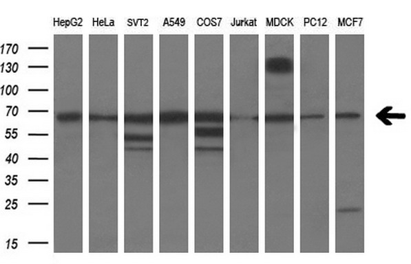 m08156 anti pde1b mouse monoclonal antibody clone id oti6e4 wb testing 2