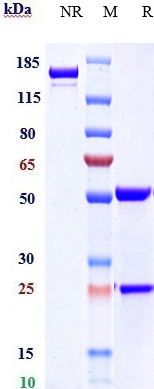 Anti-CLDN6 Reference Antibody (IMAB027) on SDS-PAGE under reducing (R) condition