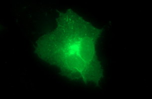 m08182 2 anti claudin 6 cldn6 mouse monoclonal antibody clone id oti2h1 if testing 2
