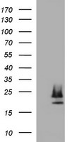 m08182 2 anti claudin 6 cldn6 mouse monoclonal antibody clone id oti2h1 wb testing 1