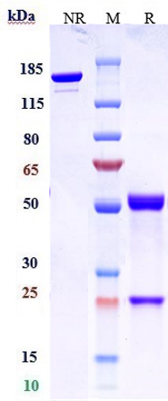 Anti-CLDN6 Reference Antibody (AB3-7) on SDS-PAGE under reducing (R) condition