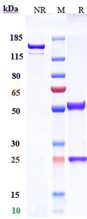 Anti-CLDN6 Reference Antibody (DS-9606a) on SDS-PAGE under reducing (R) condition