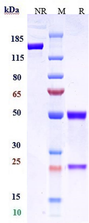 Anti-CLDN6 Reference Antibody (AB1-11) on SDS-PAGE under reducing (R) condition