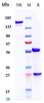 Anti-LRRC32/TGFbeta1 Reference Antibody (Livmoniplimab) on SDS-PAGE under reducing (R) condition