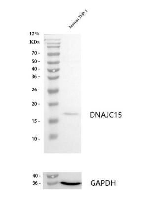 m08200 dnajc15 primary antibodies wb testing 1