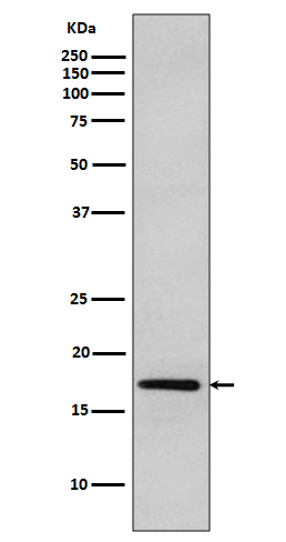 Western blot analysis of DNAJC15 expression in MCF-7 cell lysate.