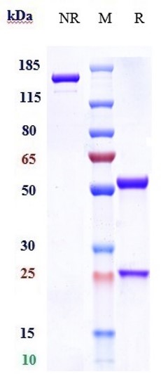 m08209 sds page