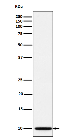 Western blot analysis of NDUFA1 expression in A673 cell lysate