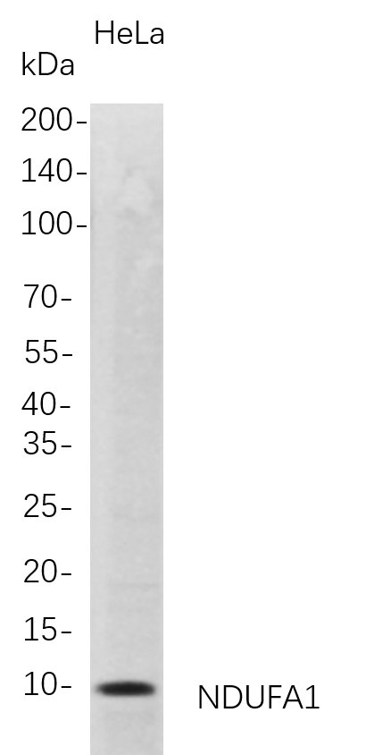 Western Blot analysis of HeLa whole cell lysates were separated by 4-20% SDS-PAGE, and the membrane was blotted with anti-NDUFA1 rabbit mAb
