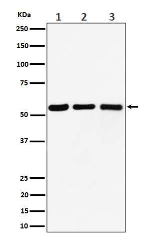 m08225 1 wb