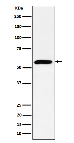 Western blot analysis of PRPF4 expression in HeLa cell lysate