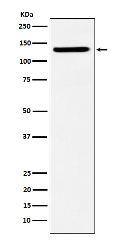 Western blot analysis of SF3B3 expression in HeLa cell lysate