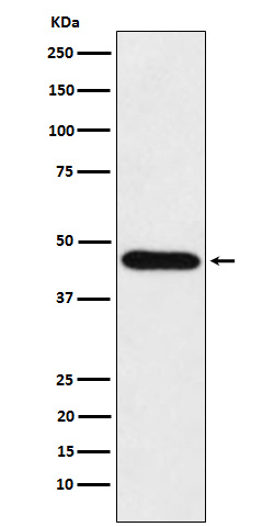 m08251 2 wb