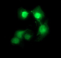 m08251 anti c10orf7 cdc123 mouse monoclonal antibody clone id oti1f8 if testing 7
