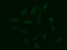 m08251 anti c10orf7 cdc123 mouse monoclonal antibody clone id oti1f8 if testing 8