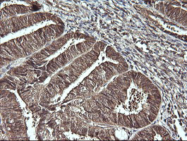 m08251 anti c10orf7 cdc123 mouse monoclonal antibody clone id oti1f8 ihc testing 3