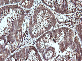 m08251 anti c10orf7 cdc123 mouse monoclonal antibody clone id oti1f8 ihc testing 4