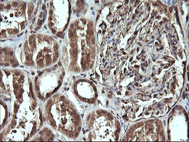 m08251 anti c10orf7 cdc123 mouse monoclonal antibody clone id oti1f8 ihc testing 5