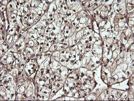 m08251 anti c10orf7 cdc123 mouse monoclonal antibody clone id oti1f8 ihc testing 6