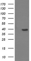 m08251 anti c10orf7 cdc123 mouse monoclonal antibody clone id oti1f8 wb testing 1