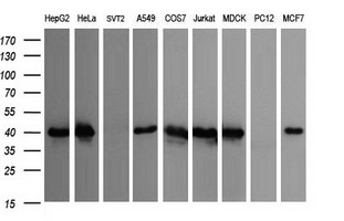 m08251 anti c10orf7 cdc123 mouse monoclonal antibody clone id oti1f8 wb testing 2