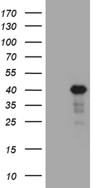 m08256 anti lims2 mouse monoclonal antibody clone id oti5h8 wb testing 1