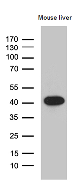 m08256 anti lims2 mouse monoclonal antibody clone id oti5h8 wb testing 2