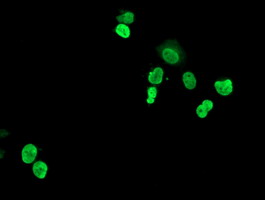 m08258 anti hoxc11 mouse monoclonal antibody clone id oti3e10 if testing 10