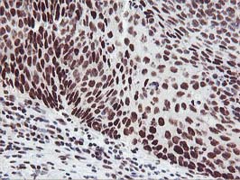 m08258 anti hoxc11 mouse monoclonal antibody clone id oti3e10 ihc testing 5