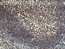 m08258 anti hoxc11 mouse monoclonal antibody clone id oti3e10 ihc testing 6