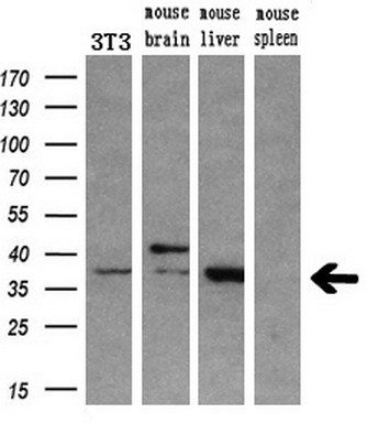 Western blot analysis of extracts (10ug) from a mouse cell line and 3 different mouse tissues by using anti-HOXC11 monoclonal antibody (1:200)