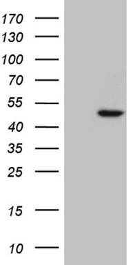m08271 anti rax mouse monoclonal antibody clone id oti1f11 wb testing 1