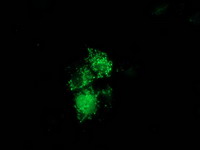 m08301 anti nudt6 mouse monoclonal antibody clone id oti9d12 if testing 13
