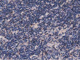 m08301 anti nudt6 mouse monoclonal antibody clone id oti9d12 ihc testing 8