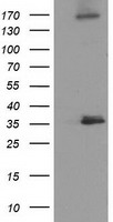 m08301 anti nudt6 mouse monoclonal antibody clone id oti9d12 wb testing 1