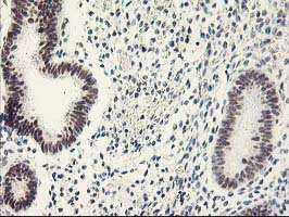 m08313 anti tfiif gtf2f1 mouse monoclonal antibody clone id oti4b10 ihc testing 4