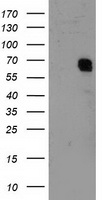 m08313 anti tfiif gtf2f1 mouse monoclonal antibody clone id oti4b10 wb testing 1