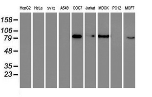 m08313 anti tfiif gtf2f1 mouse monoclonal antibody clone id oti4b10 wb testing 2