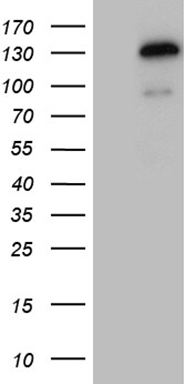 m08315 anti tshz1 mouse monoclonal antibody clone id oti2g9 wb testing 1