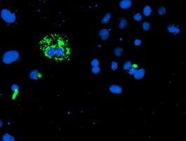 m08322 anti camlg mouse monoclonal antibody clone id oti1a3 if testing 7
