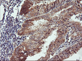 m08322 anti camlg mouse monoclonal antibody clone id oti1a3 ihc testing 3
